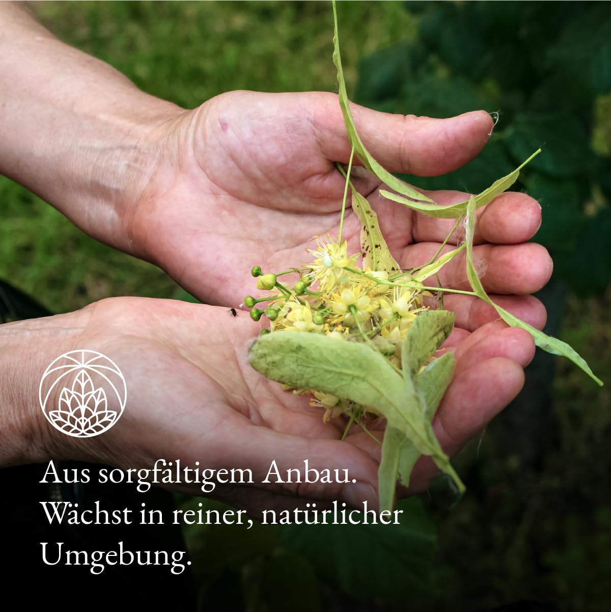 Detalle de Lindenblütentee Monte Nativo (200 g) – 100% Lindenblüten, schonend getrocknet