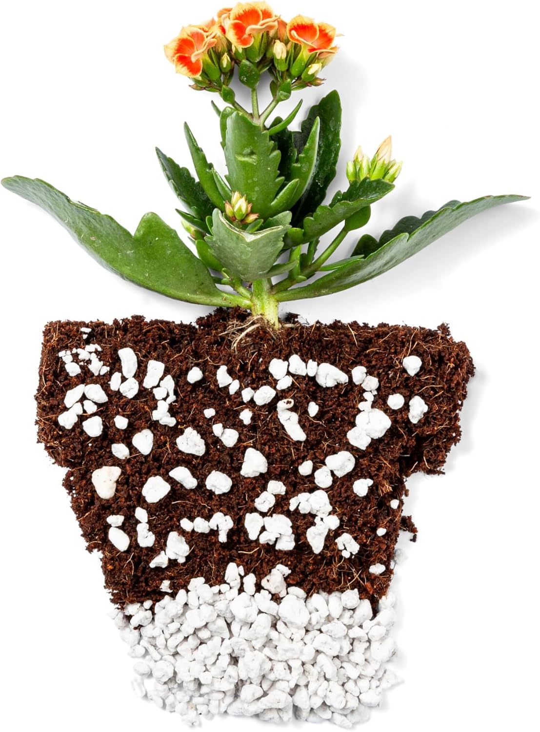 Detalle de Plantonix perlite soil amendment, 24 quarts