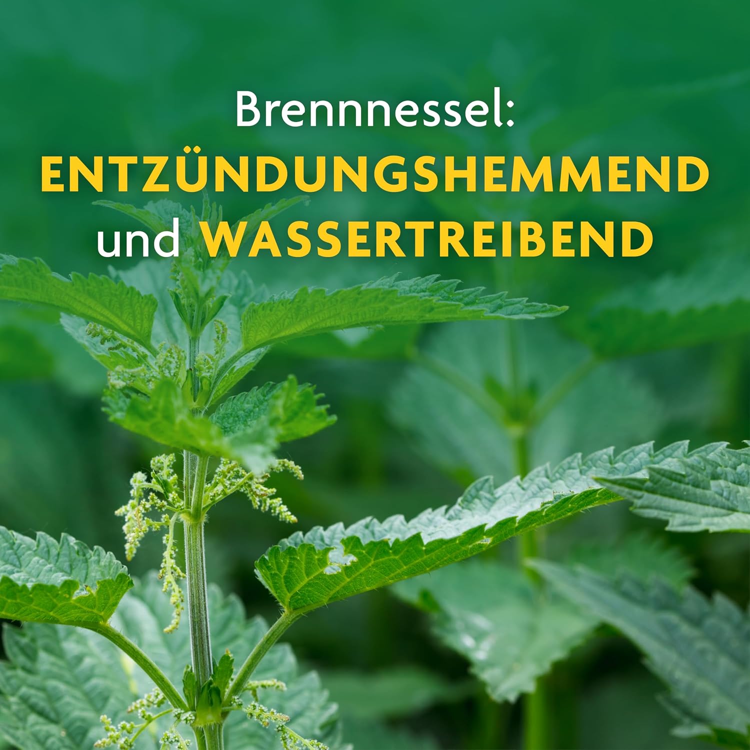 Detalle 2 de Schoenenberger Brennnessel naturreiner Heilpflanzensaft – 3x200 ml Glasflasche