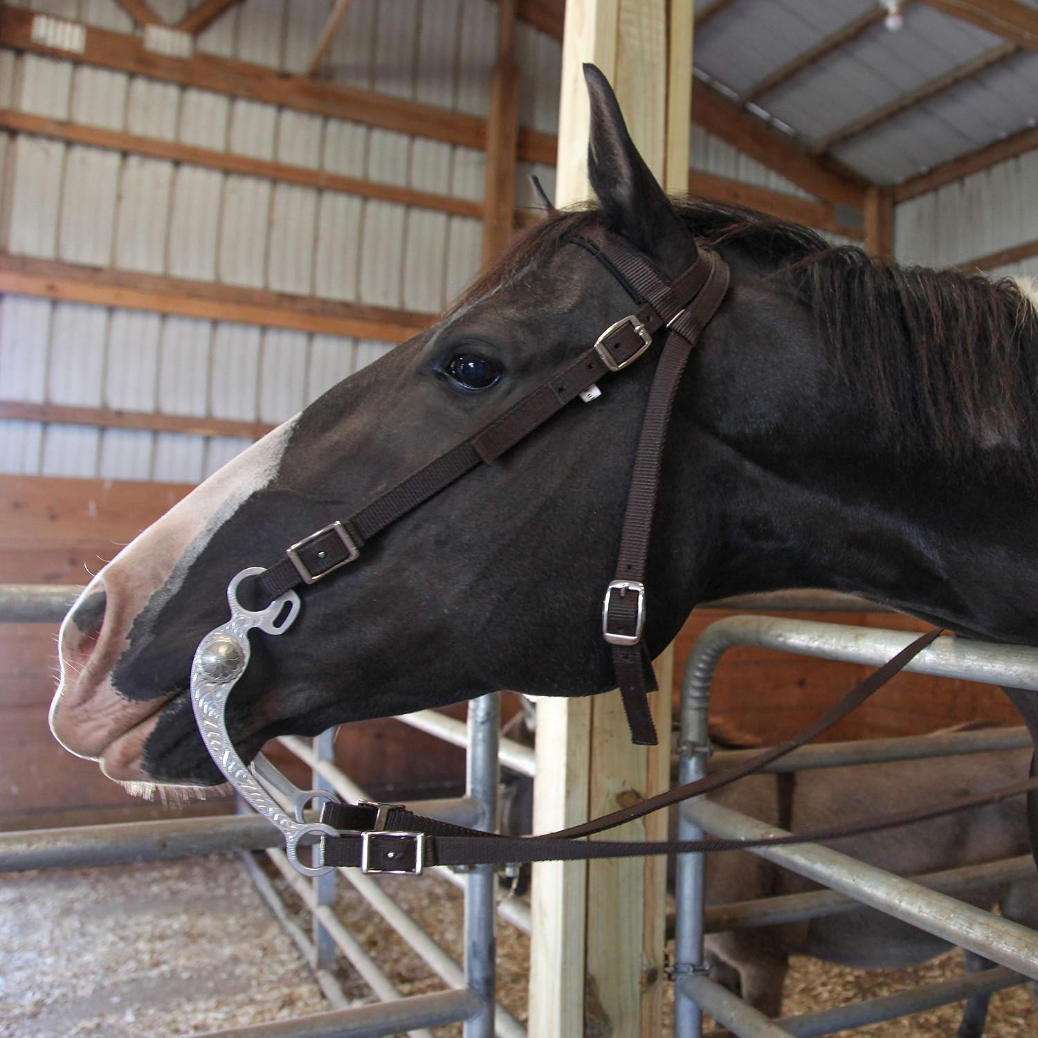 Detalle 2 de Majestic Ally Nylon Padded Browband Headstall Full