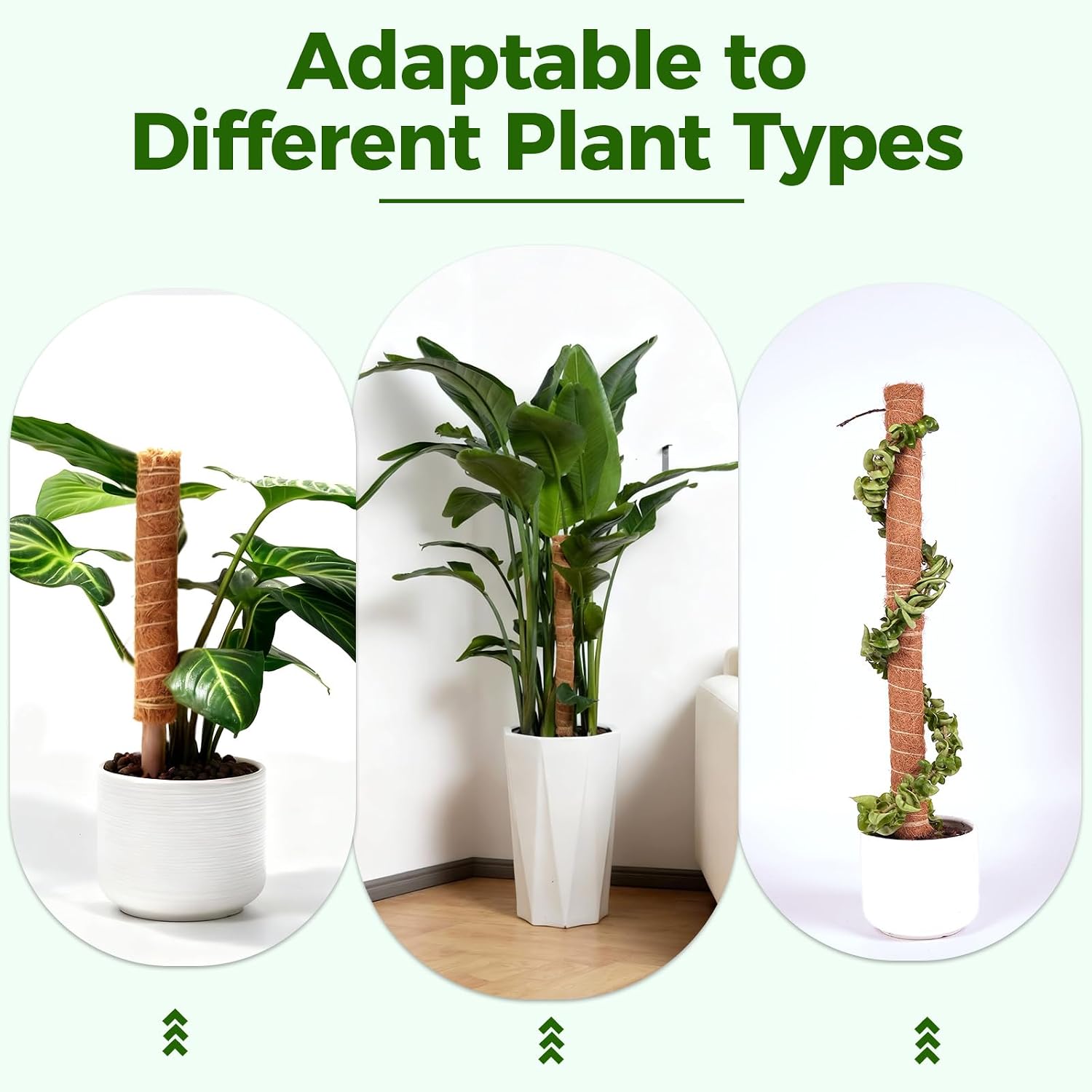 Thumbnail 4 de Bamworld CAYJ-TXZ-2Pcs 16.5-Inch Coir Moss Pole Plant Supports, 2-Pack