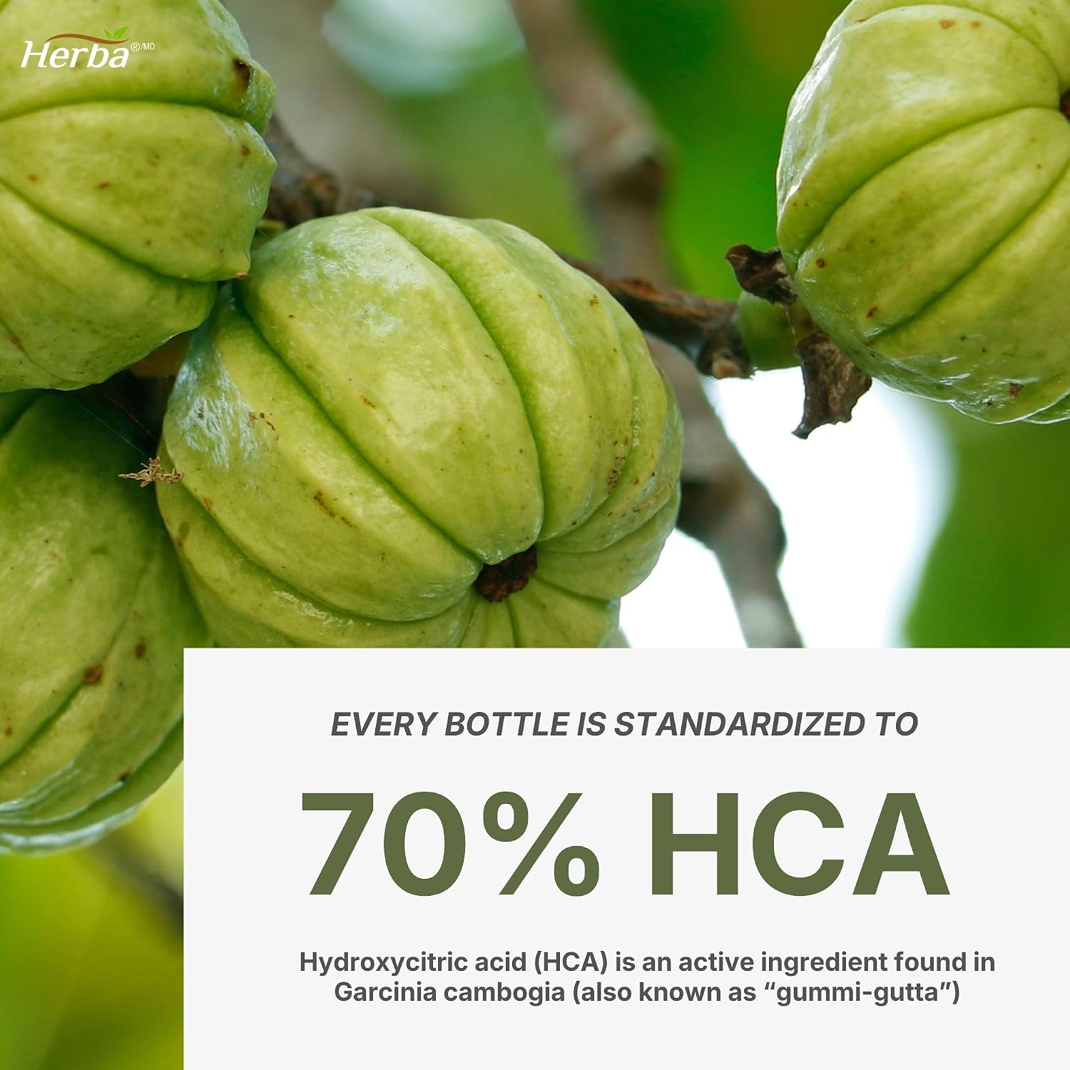 Thumbnail 3 de Herba Garcinia Cambogia Extract, 150 Capsules, 70% HCA, Vegan
