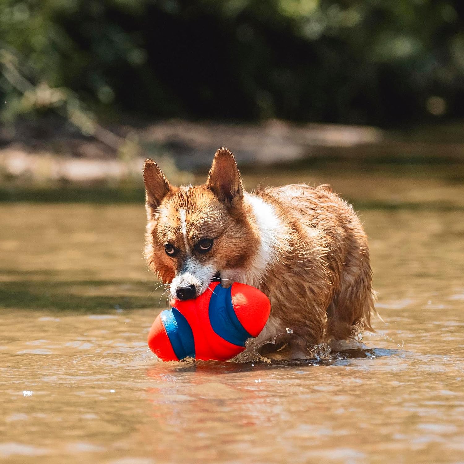 Thumbnail 4 de Chuckit! Fumble Fetch 13×20 cm jouet chien