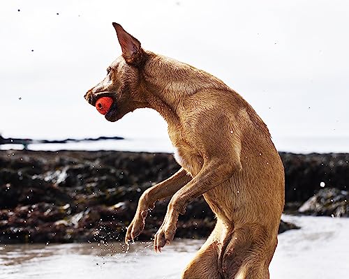 Thumbnail 4 de Chuckit Fetch Ball 2 pièces, 6 cm