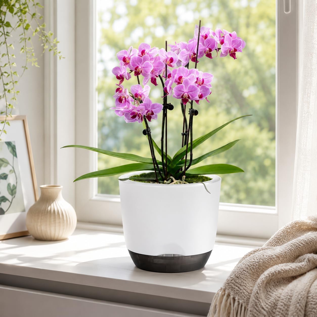 Detalle de QCQHDU orchid pots 2 pack, 5.8 in