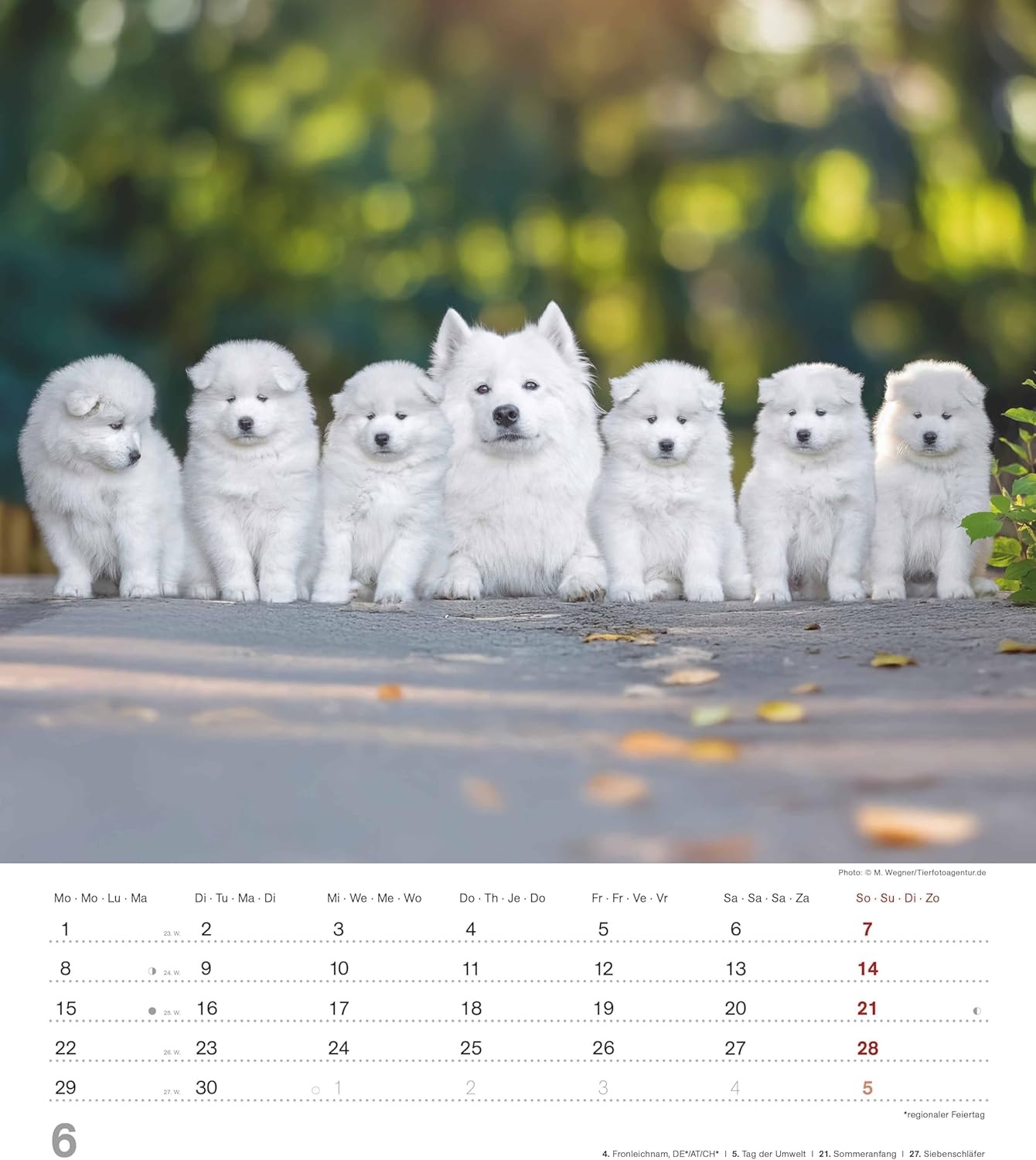Thumbnail 5 de Alpha Edition Dinky Dogs Hundekinder-Kalender 2026 (Wandkalender 30×34 cm) mit 12 Welpenmotiven