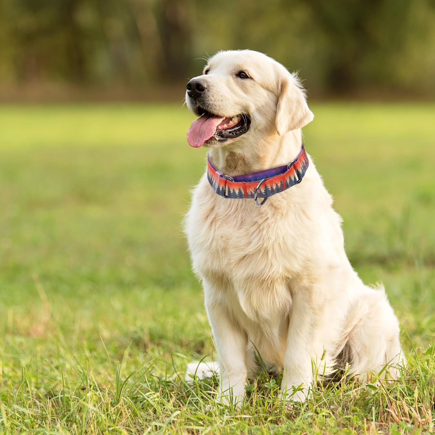 Detalle 1 de Martingale Dog Collar, Nylon