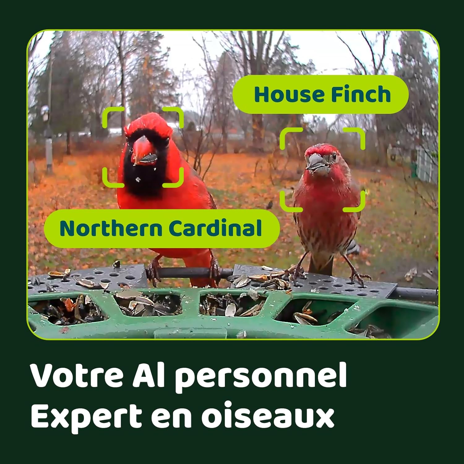 Thumbnail 2 de Birdfy 2 Pro Mangeoire pour oiseaux — double caméra 2K avec IA et vision nocturne couleur