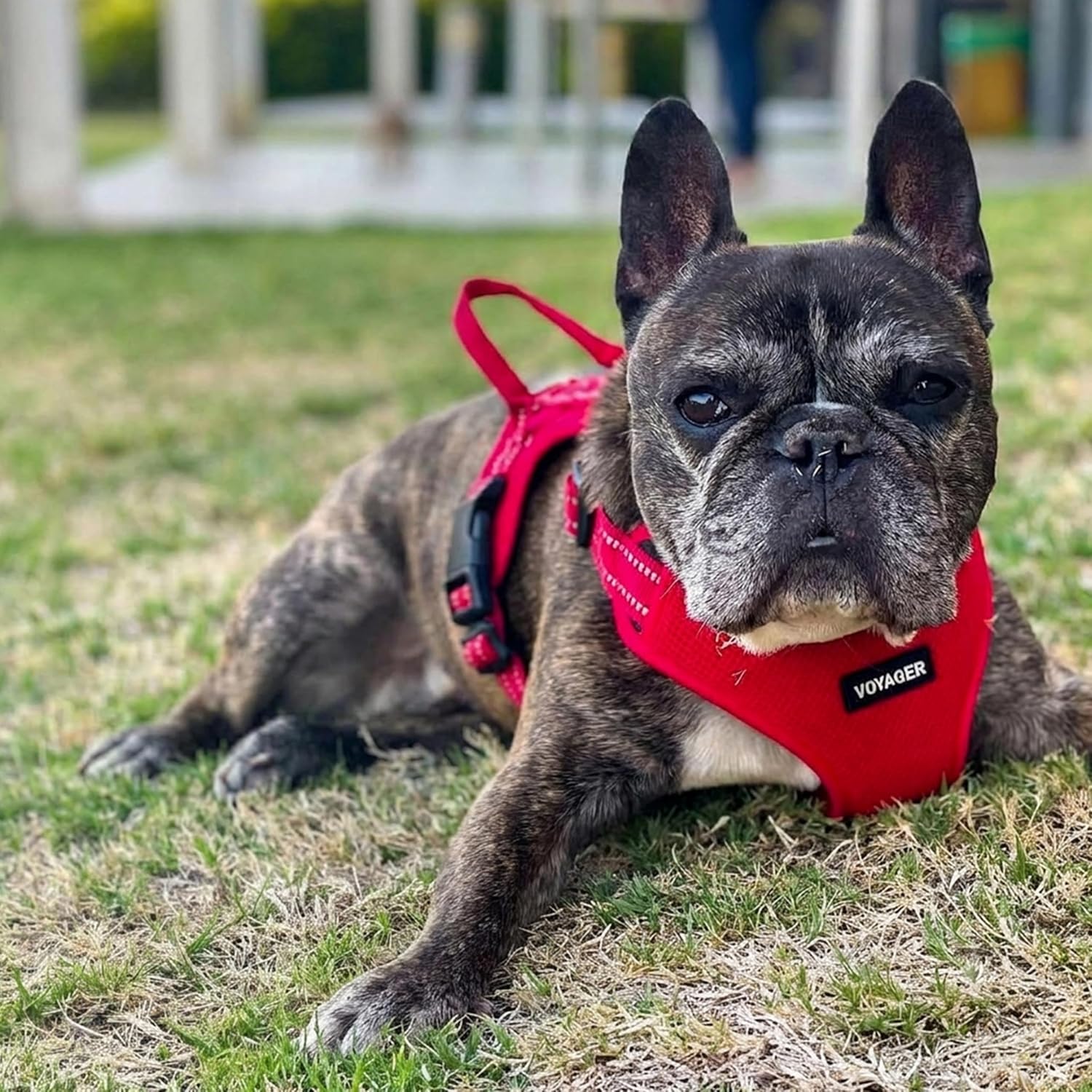 Detalle 1 de Voyager Dog Harness, Large