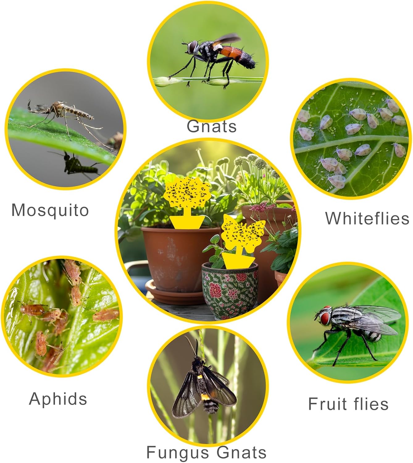 Detalle 2 de Boromine Yellow Sticky Traps, 100 Pack Double-Sided Plant Fly Traps