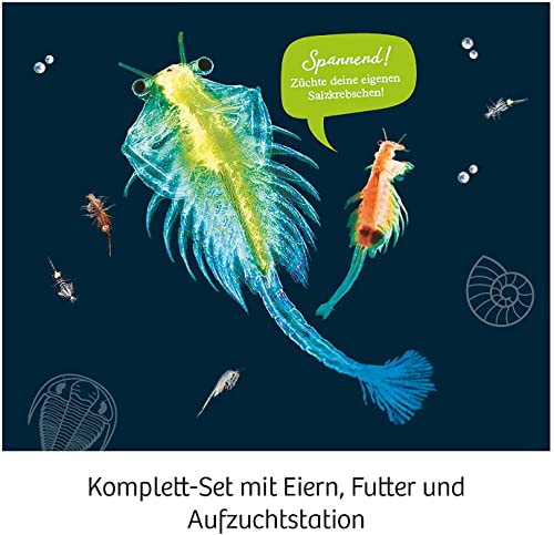 Detalle 2 de Kosmos 657871 Urzeitkrebse Experimentier-Set ab 8 Jahren – Entscheidungshilfe