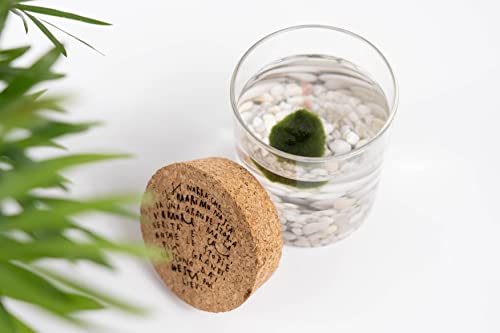 Detalle 2 de KAKI Marimo originale in vaso di vetro con tappo in sughero – artigianale, Made in Italy