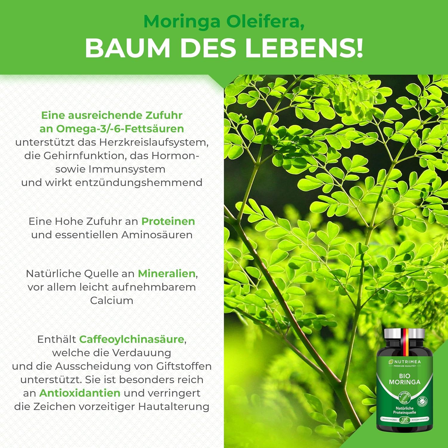 Detalle 2 de Moringa Oleifera Bio 120 Kapseln đ±