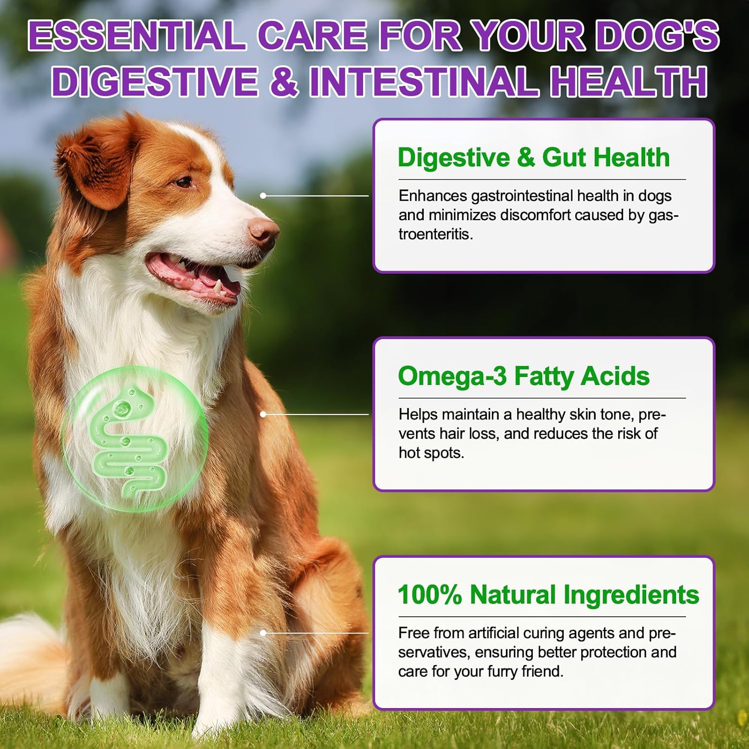 Thumbnail 6 de Allergie Relief Dog Treats: snack antipruriti per cani con olio di salmone, colostro e probiotici