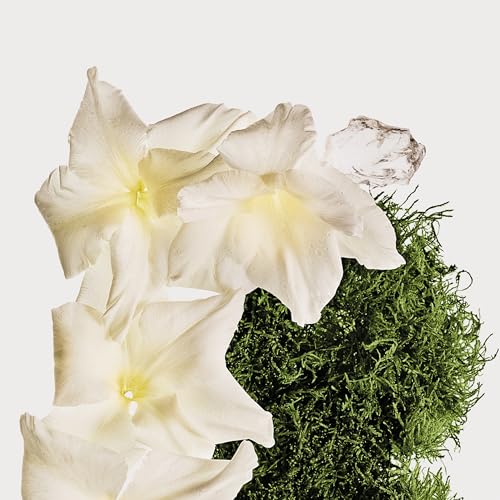 Thumbnail 4 de CK Cotton Musk bruma perfumada 236 ml