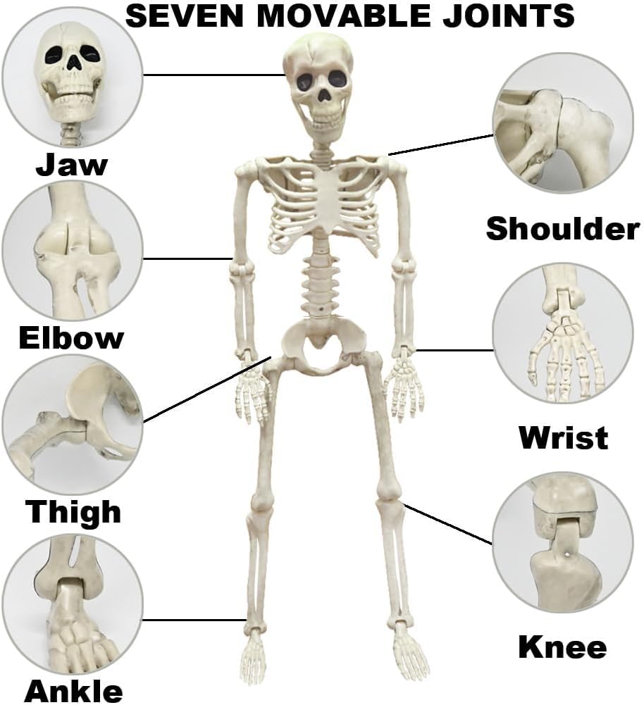 Detalle 2 de WODMAZ ZW-LXWSJGJ 3-Foot Posable Plastic Skeleton Halloween Decoration