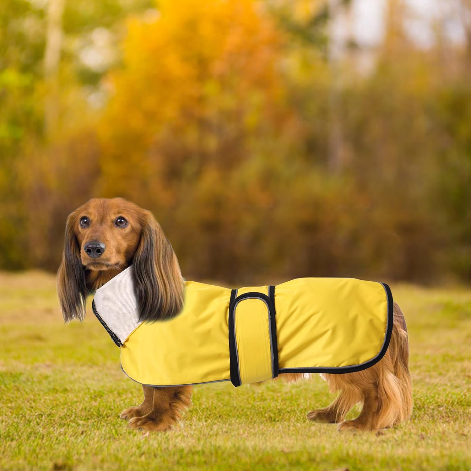 Thumbnail 5 de Dachshund Raincoat Reflective Trim