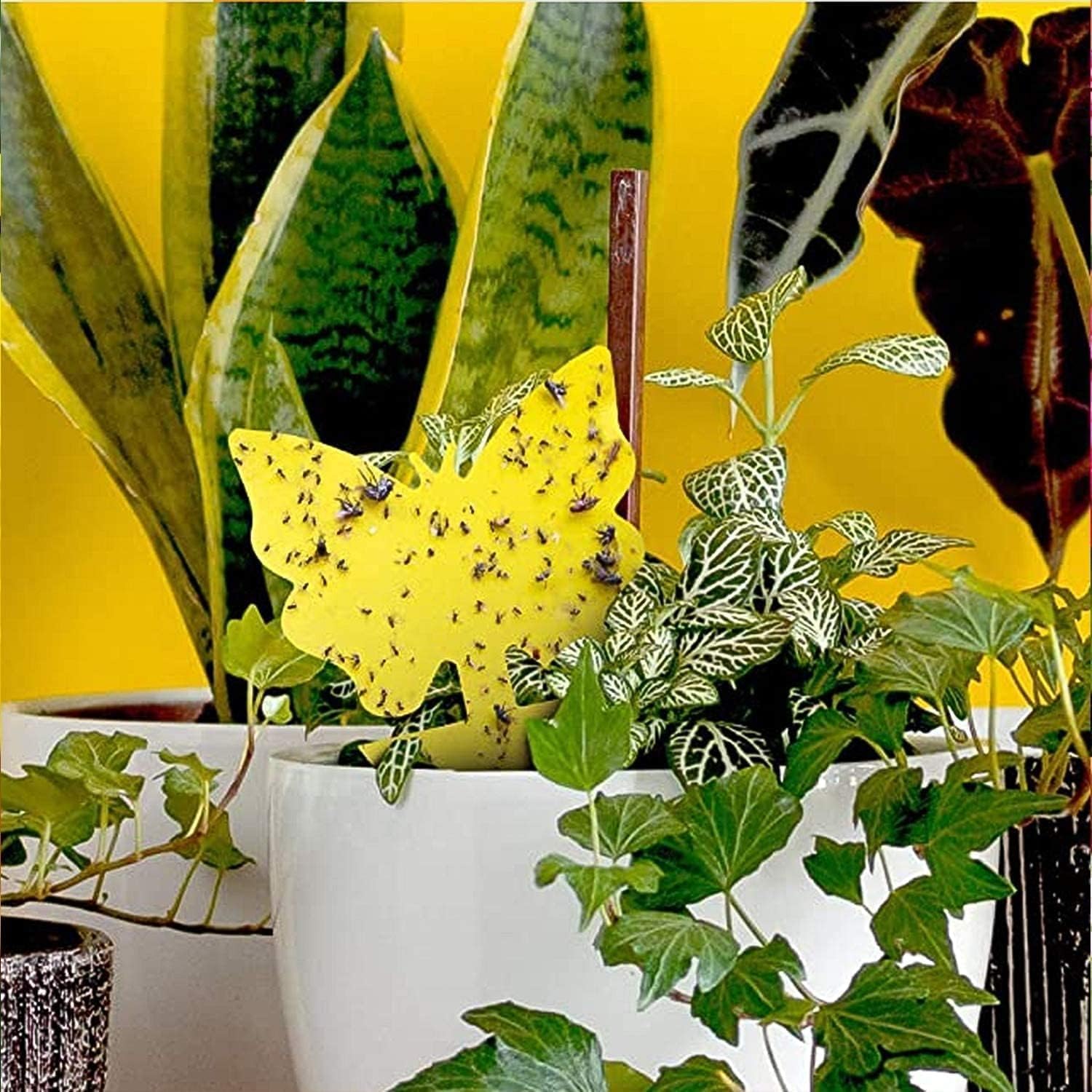 Detalle 2 de LFSYS YST-64 Yellow Sticky Fruit Fly Traps, 64-Pack for Indoor Plants