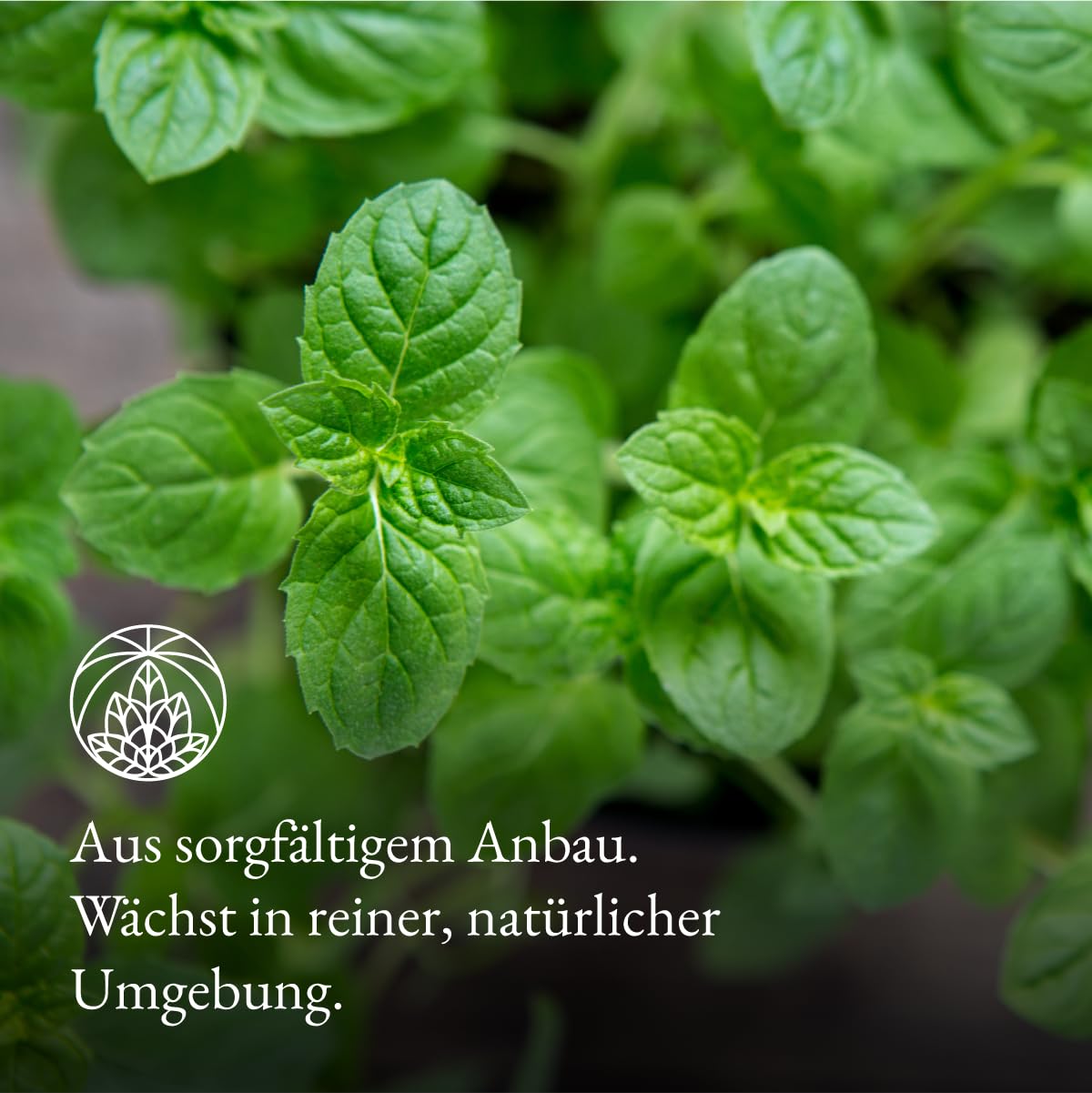 Detalle de Spearmint Tea Monte Nativo (200g) – Nana Minze Tee