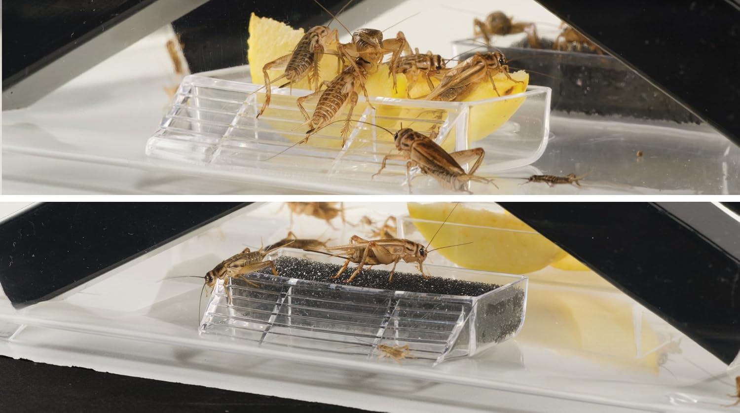Thumbnail 1 de Exoterra Boîte à Nourriture Vivante Grand Modèle avec 2 Gamelles et 4 Tubes – 30x20x19 cm pour Reptiles et Amphibiens