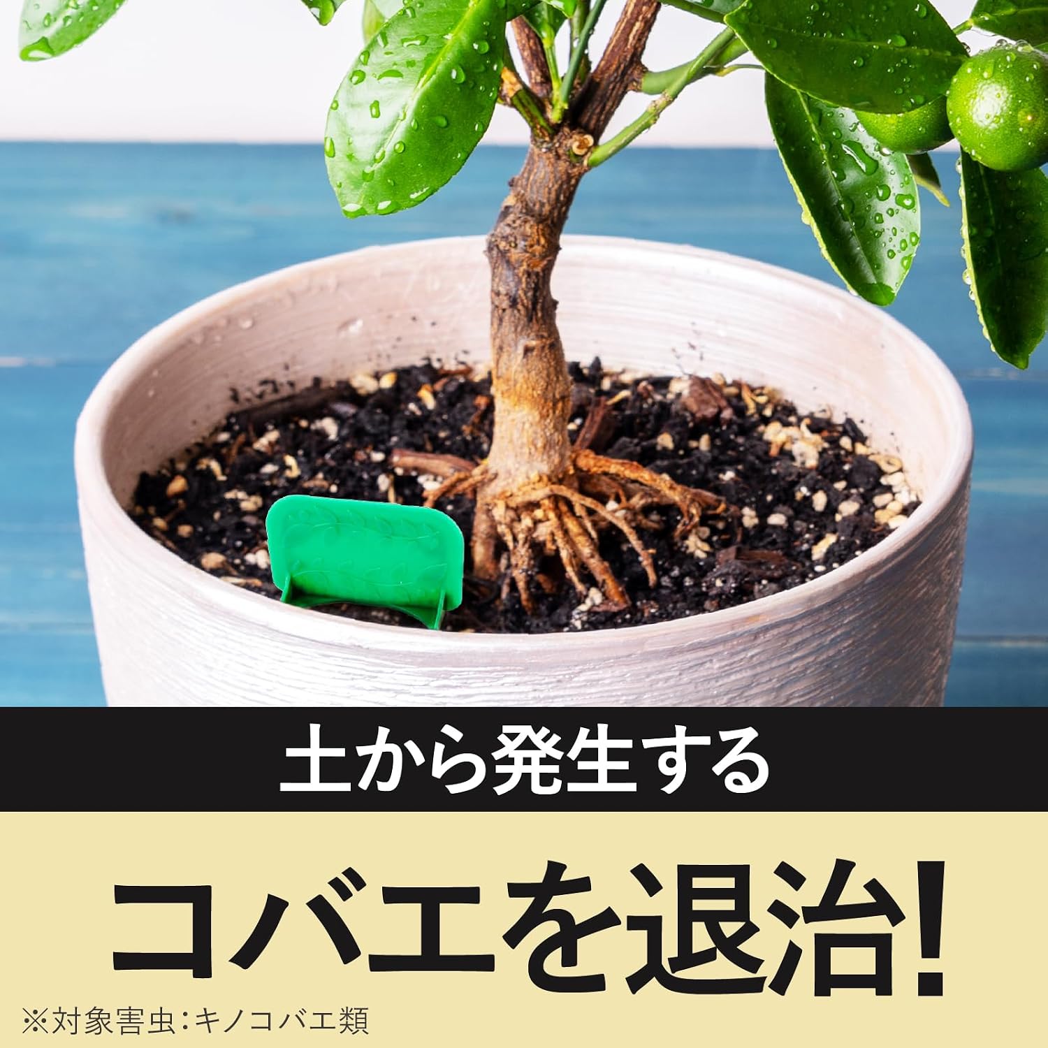 Detalle 2 de アースガーデン 4901080154316 土からわいたコバエ用置くだけ粘着剤 12個入 屋内外対応
