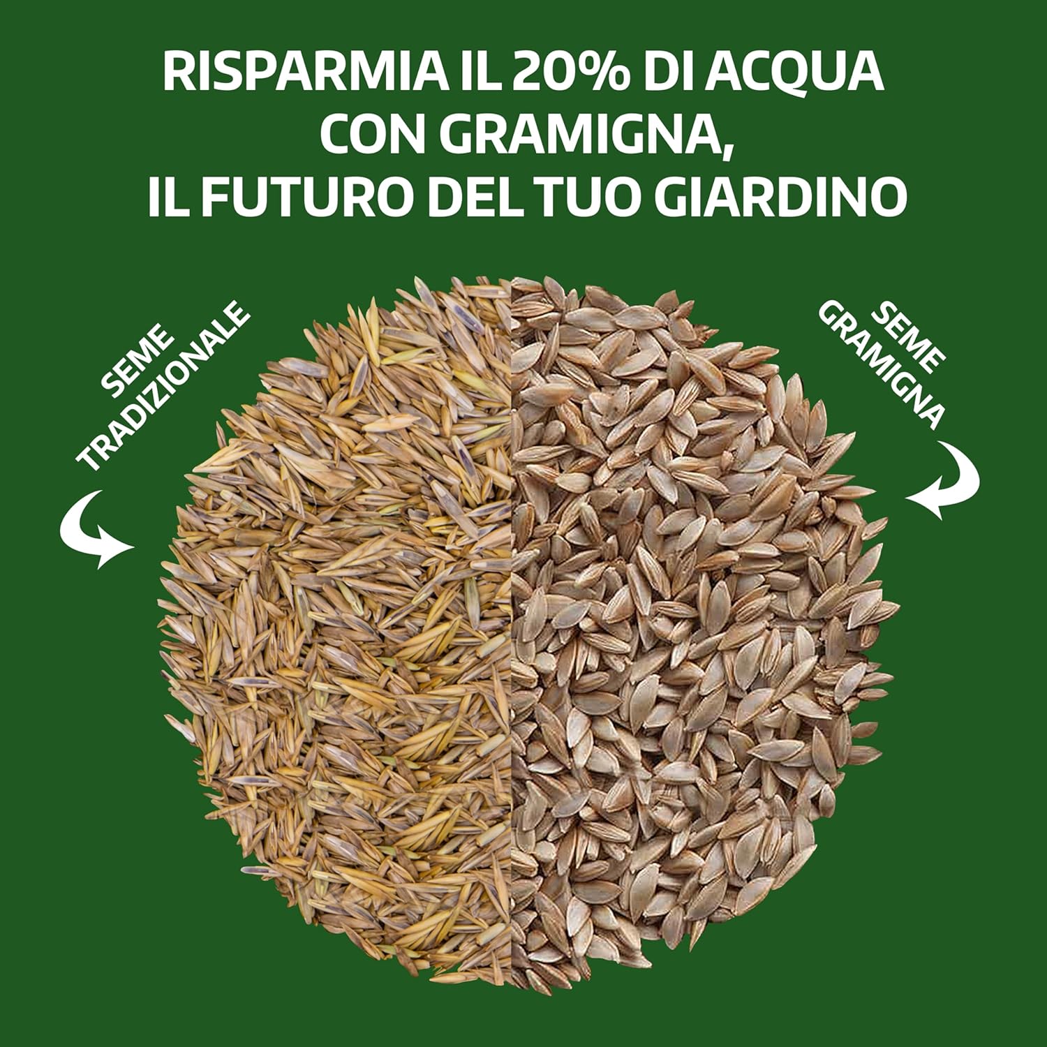 Thumbnail 4 de LERAVA Semi Gramigna per Prato (1 kg) – Copertura 100 m², resistente alla siccità