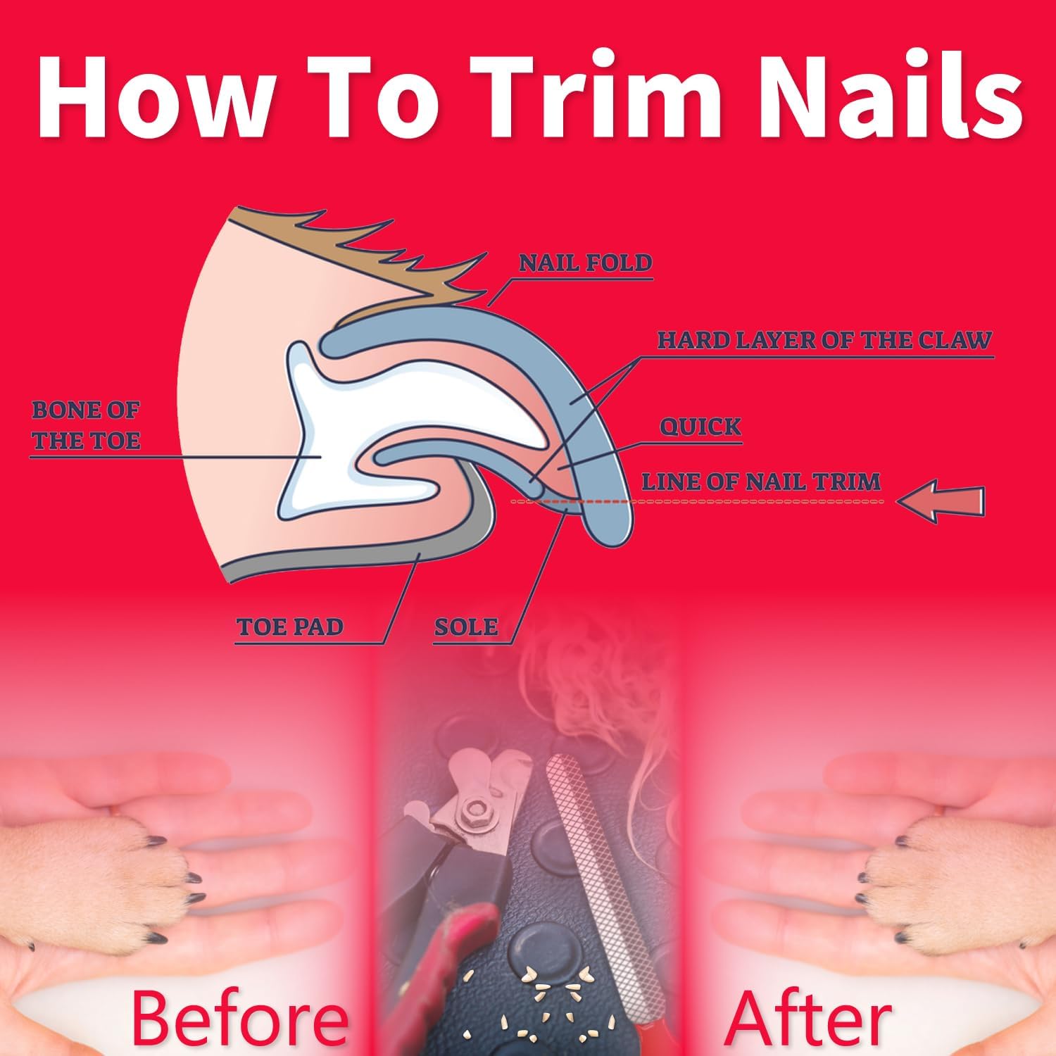 Thumbnail 6 de OCBA Coupe Ongles pour Chien Professionnel