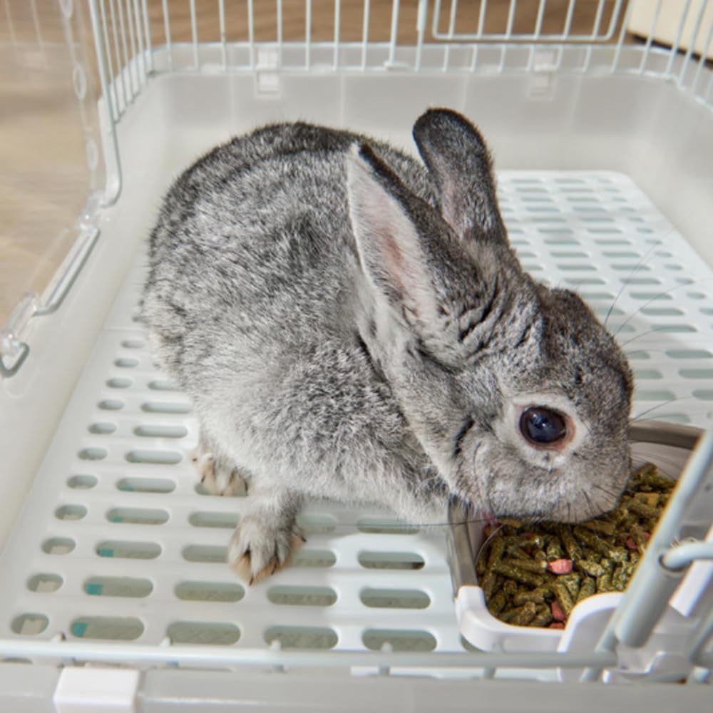 Thumbnail 1 de Noerden Hoppy Smart App Small Pet Camera Feeder: A practical, cage-friendly feeding companion