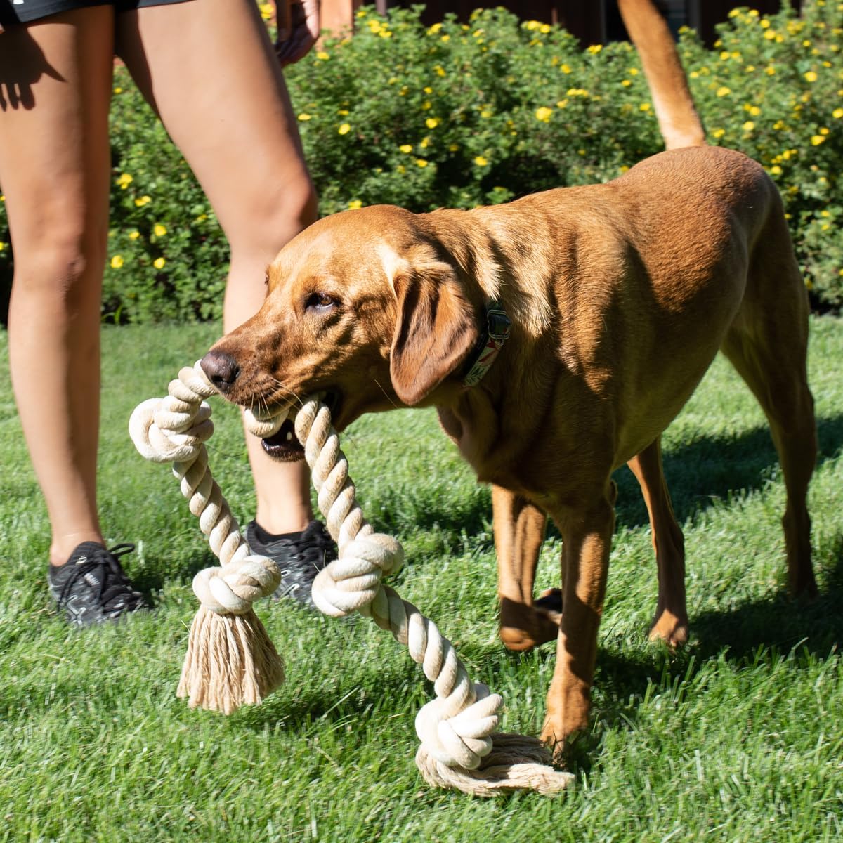 Thumbnail 5 de Fida Hundespielzeug aus Seil 91 cm für große Hunde