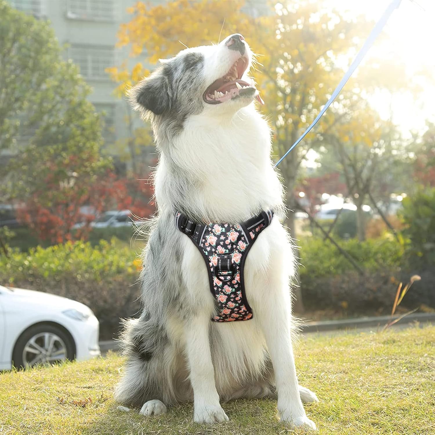 Thumbnail 5 de HEELE Dog Harness No Pull Large L
