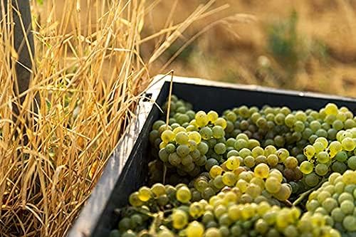 Detalle 2 de Raimat Cava Ecológico Brut Nature 🍾 75cl Chardonnay y Xarel.lo