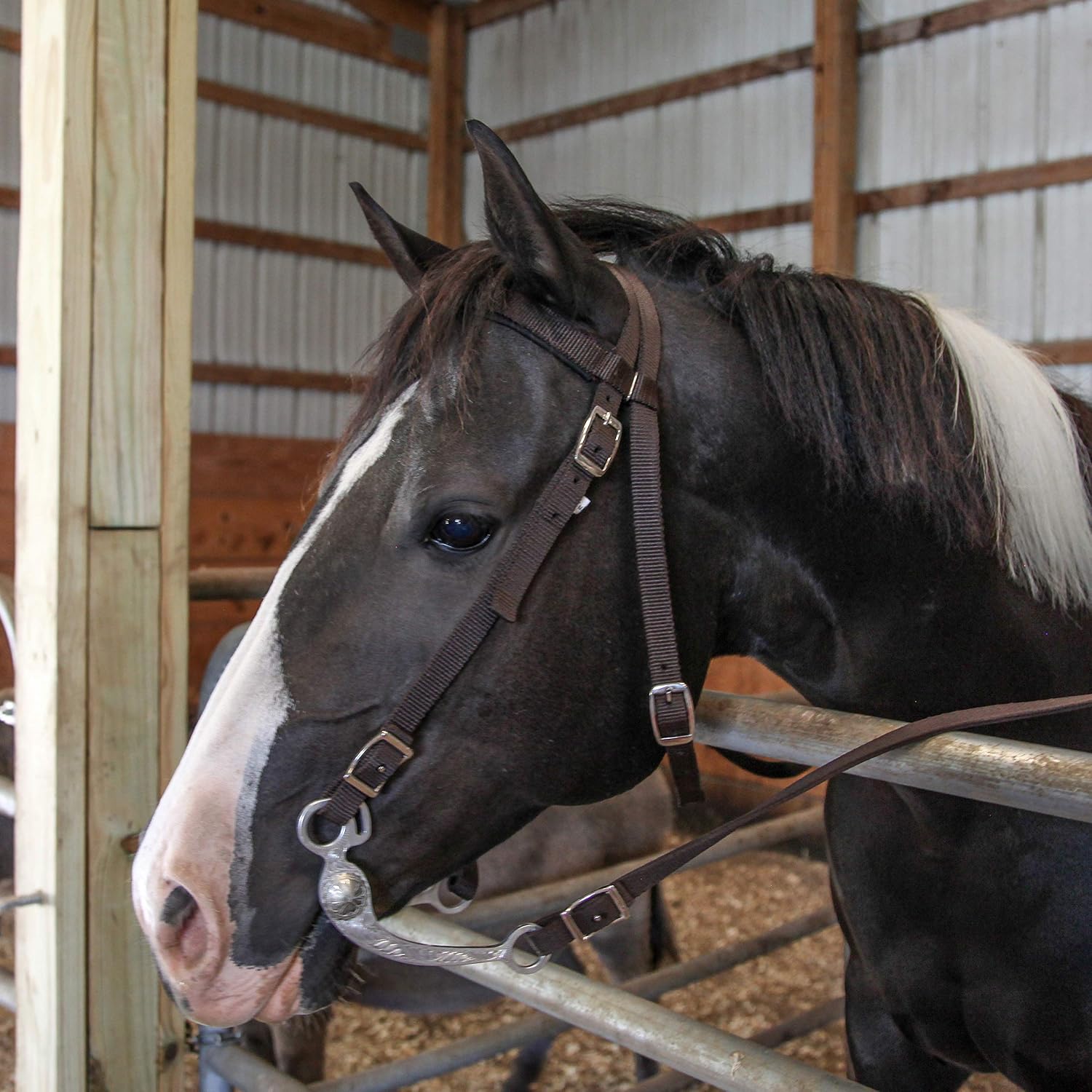 Detalle de Majestic Ally Nylon Padded Browband Headstall Full