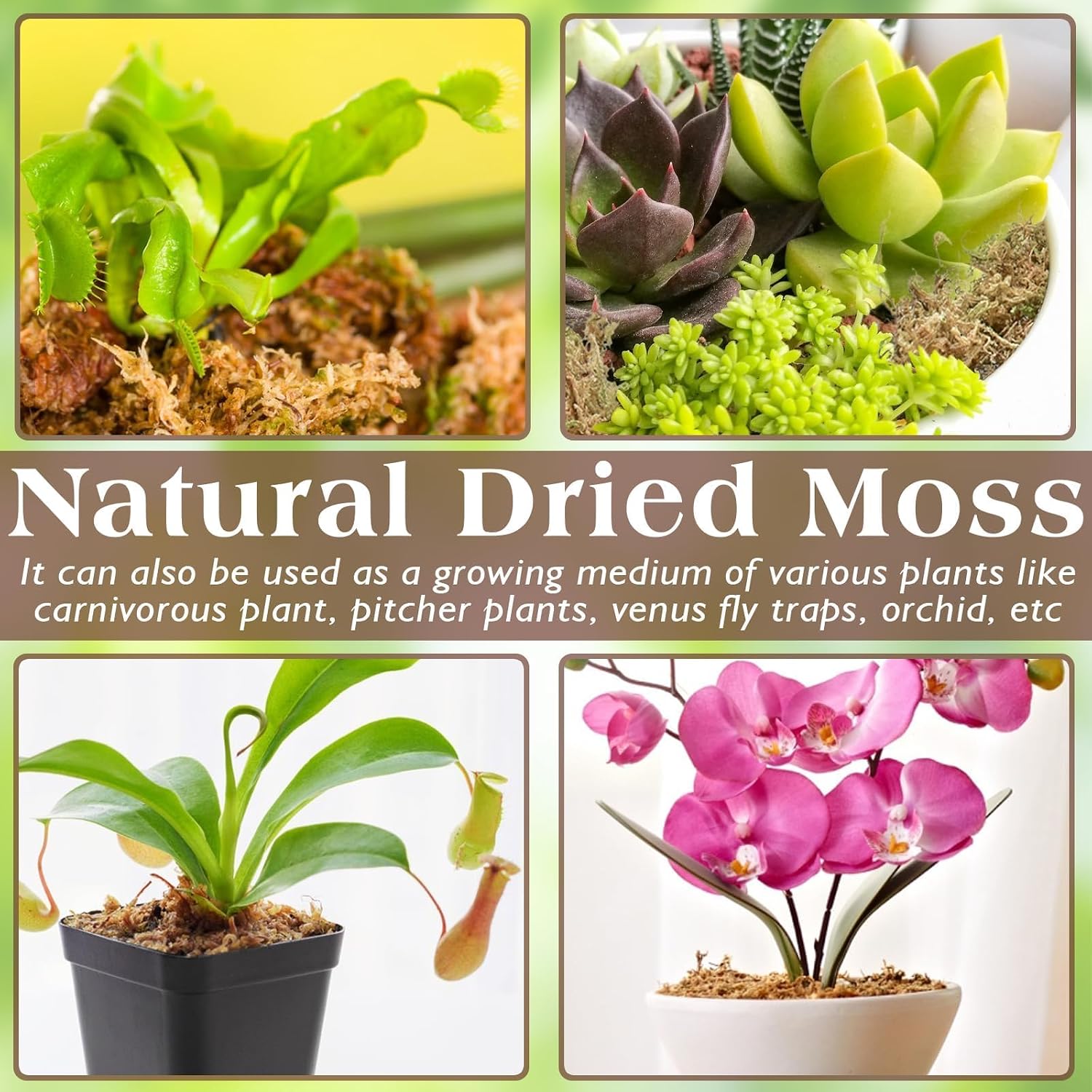 Detalle de Sphagnum Moos für Terrarium, 170 g