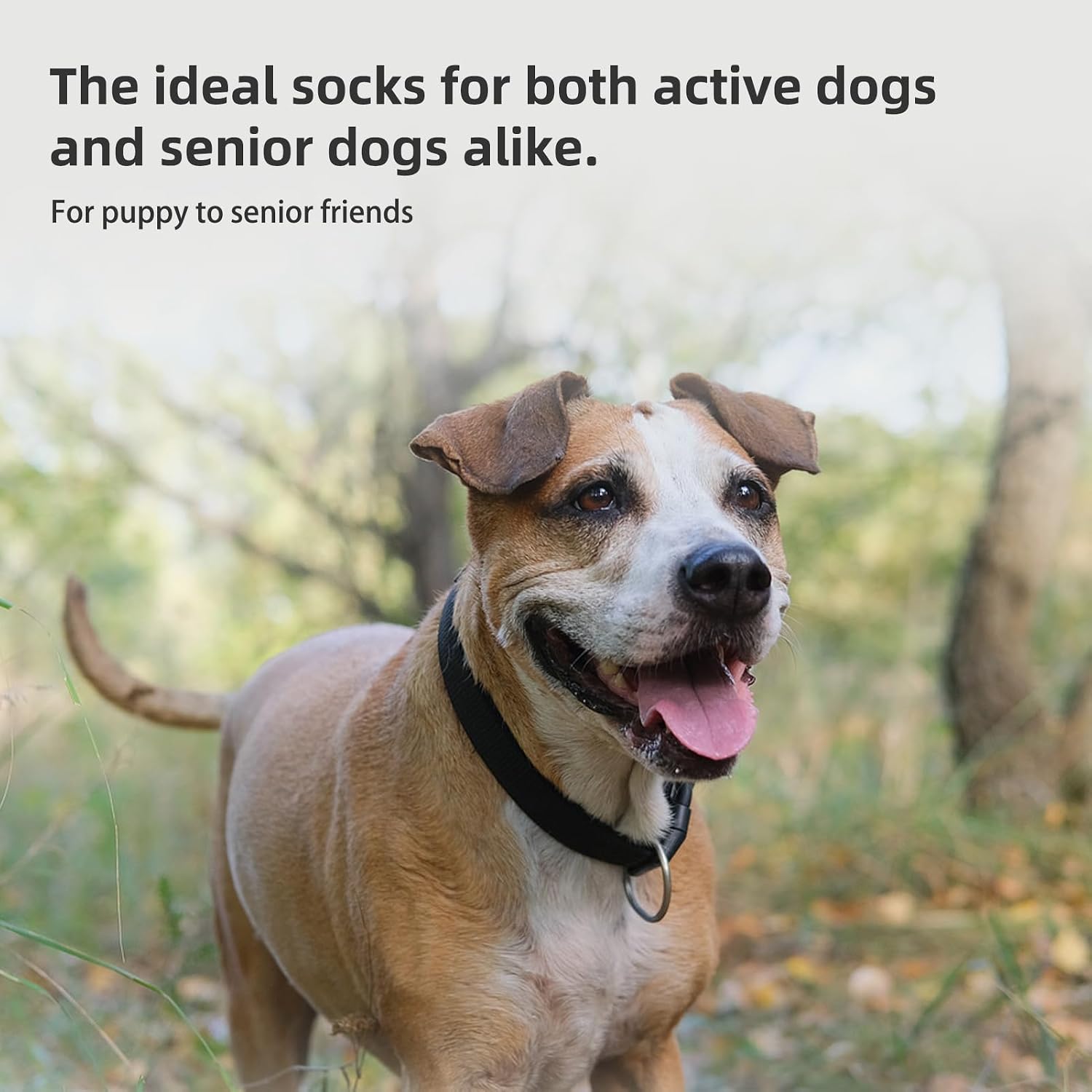 Thumbnail 6 de PUPTECK Hundesocken 2 Paar Anti-Rutsch für Böden 🐾