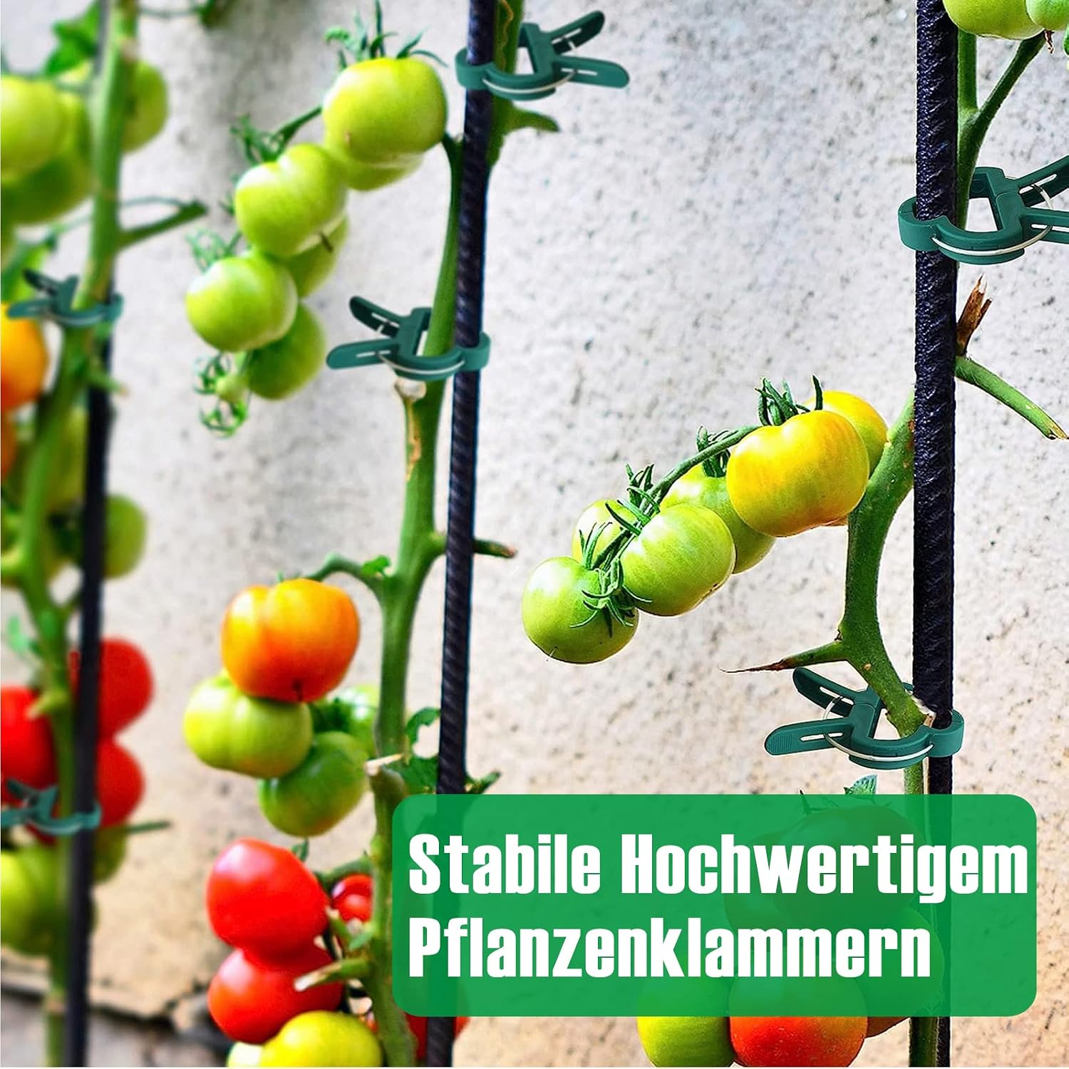 Thumbnail 6 de Miuezuth 48 Stück Pflanzenclips – Stabile Rankhilfe für Tomaten, Gurken, Kletterrosen und andere Rankpflanzen (24 große + 24 kleine)