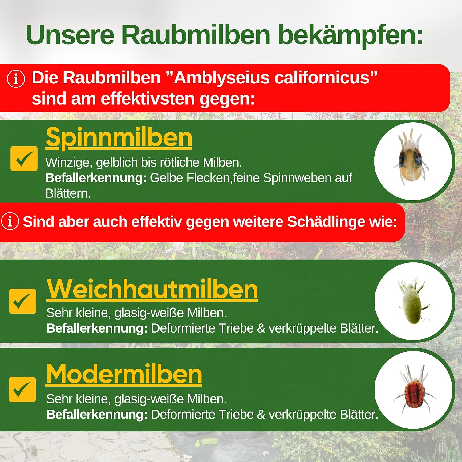 Detalle 2 de Raubmilben gegen Spinnmilben 10 Tüten