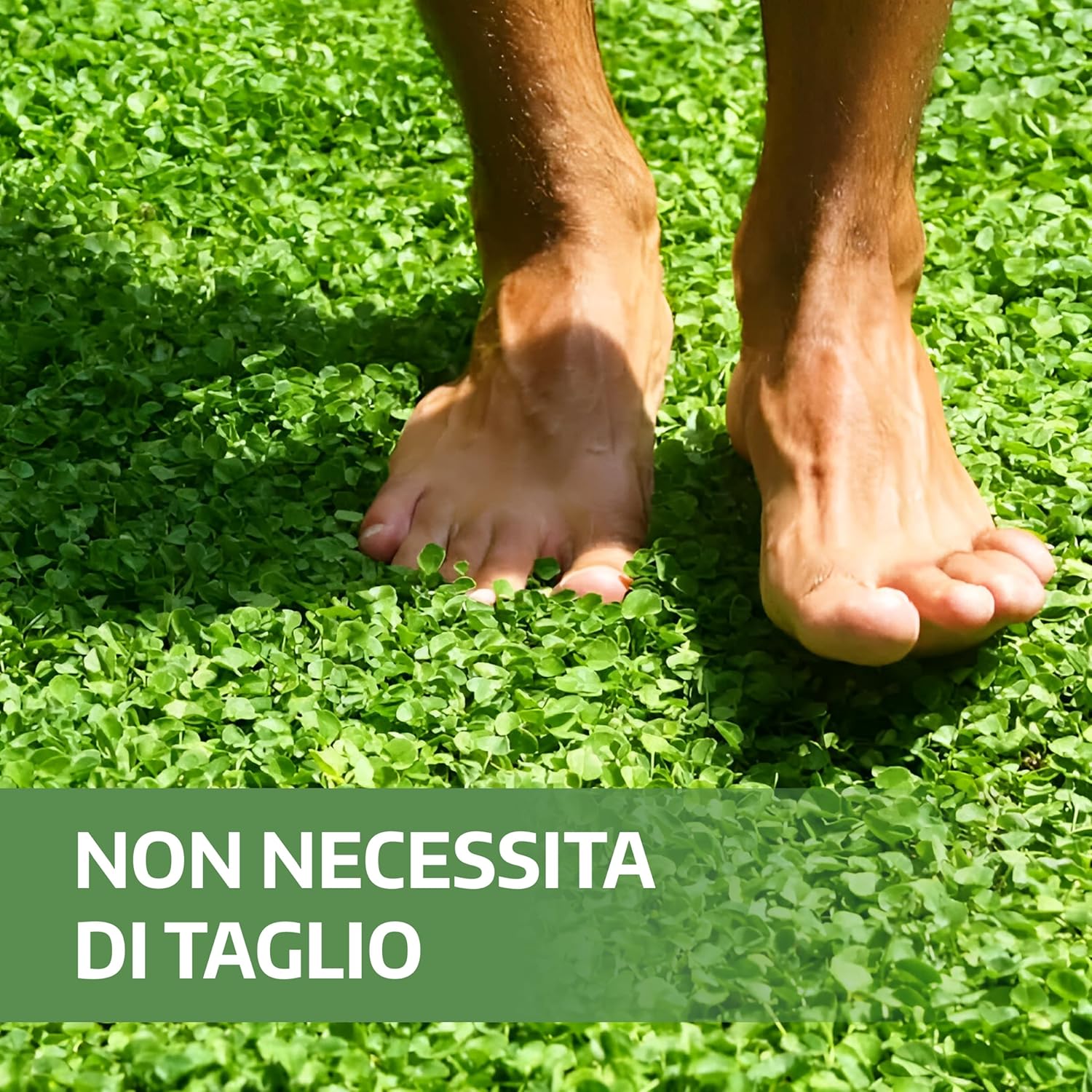 Thumbnail 1 de LERAVA Dicondra semi (20m²) - Non richiede taglio, resiste alla siccità