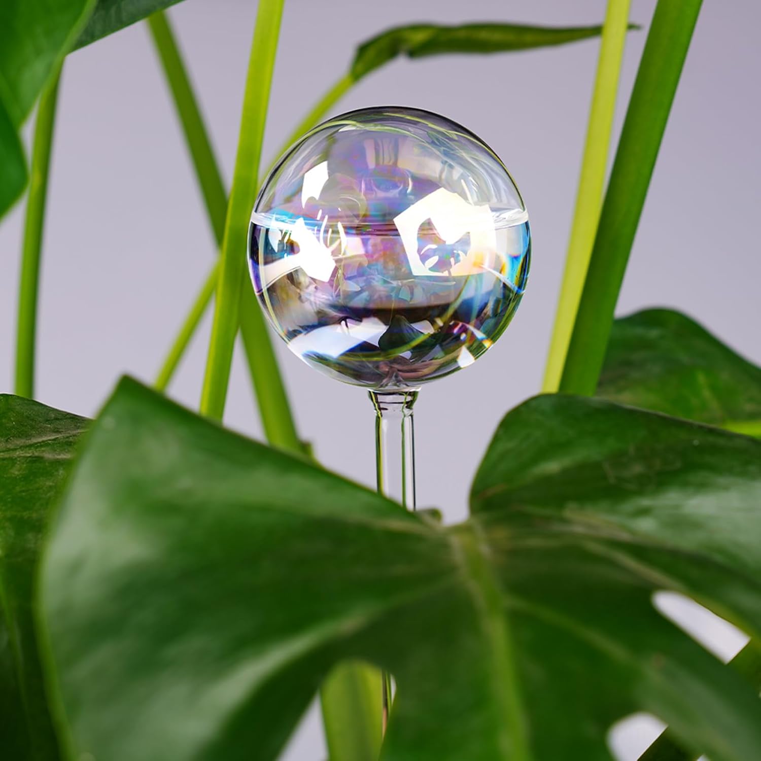 Thumbnail 6 de [4 PCS] Light Iridescent Rainbow Gradient Color Clear Glass Self-Watering System Spikes, Automatic Plant Waterer Bulbs