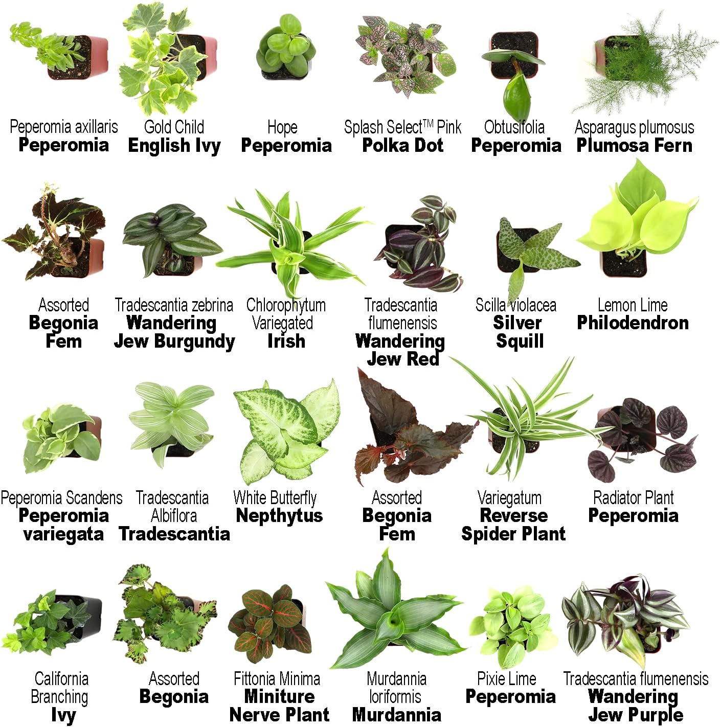 Detalle de Altman Plants Indoor Houseplants, 12-pack