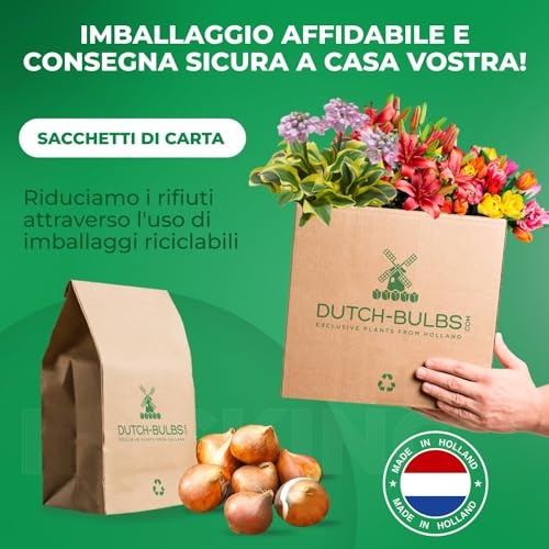 Detalle 2 de DUTCH BULBS EXCLUSIVE PLANTS FROM HOLLAND bulbi di tulipano, confezione da 50