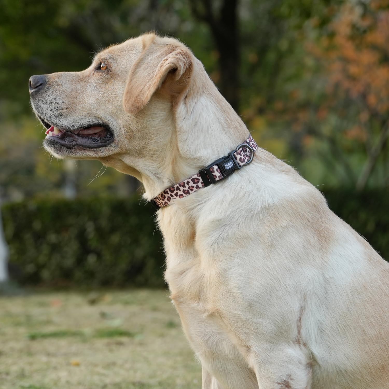 Thumbnail 1 de Olahibi Dog Collar XS