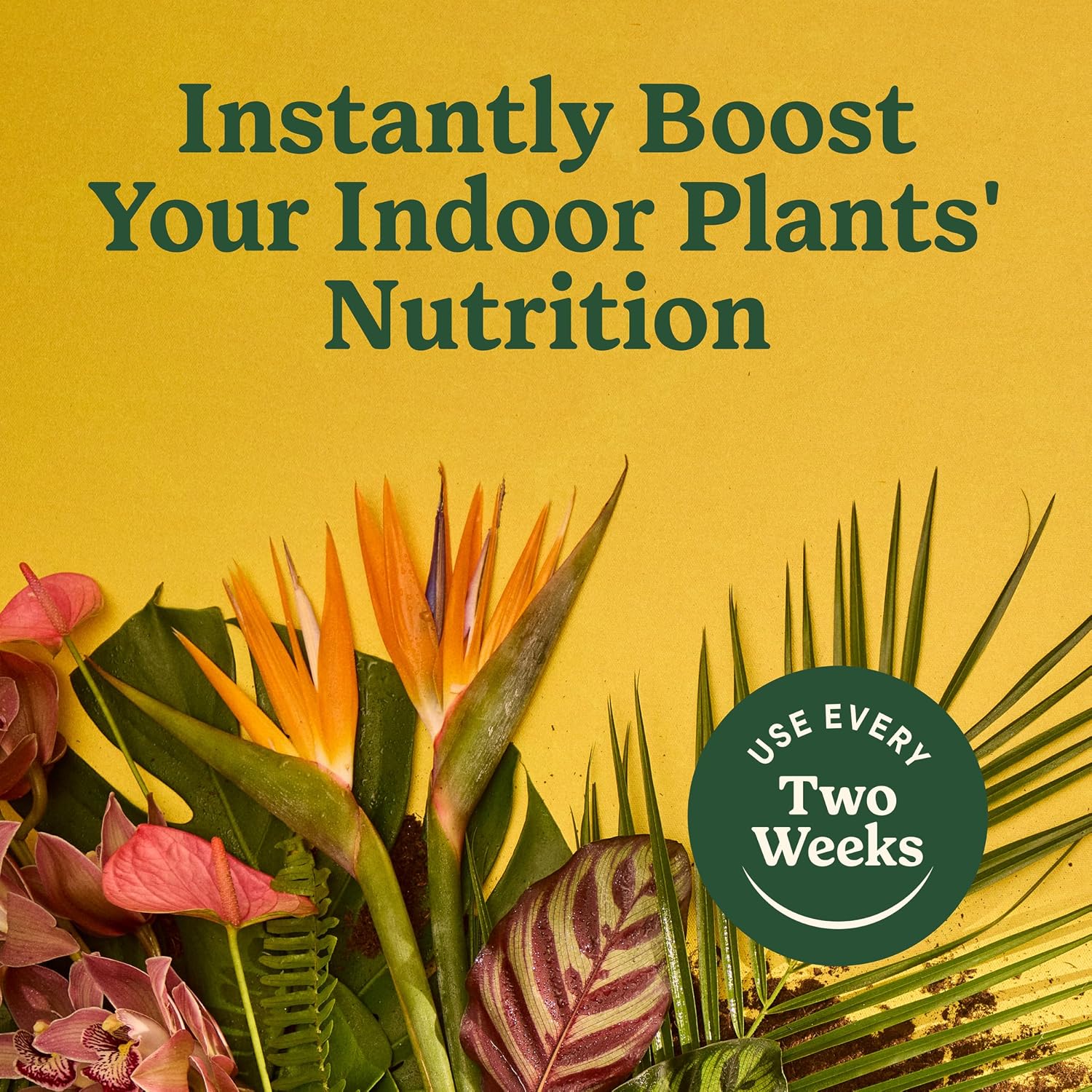 Thumbnail 6 de Miracle-Gro Indoor Plant Food for All Plants, 8 fl oz (2-Pack)