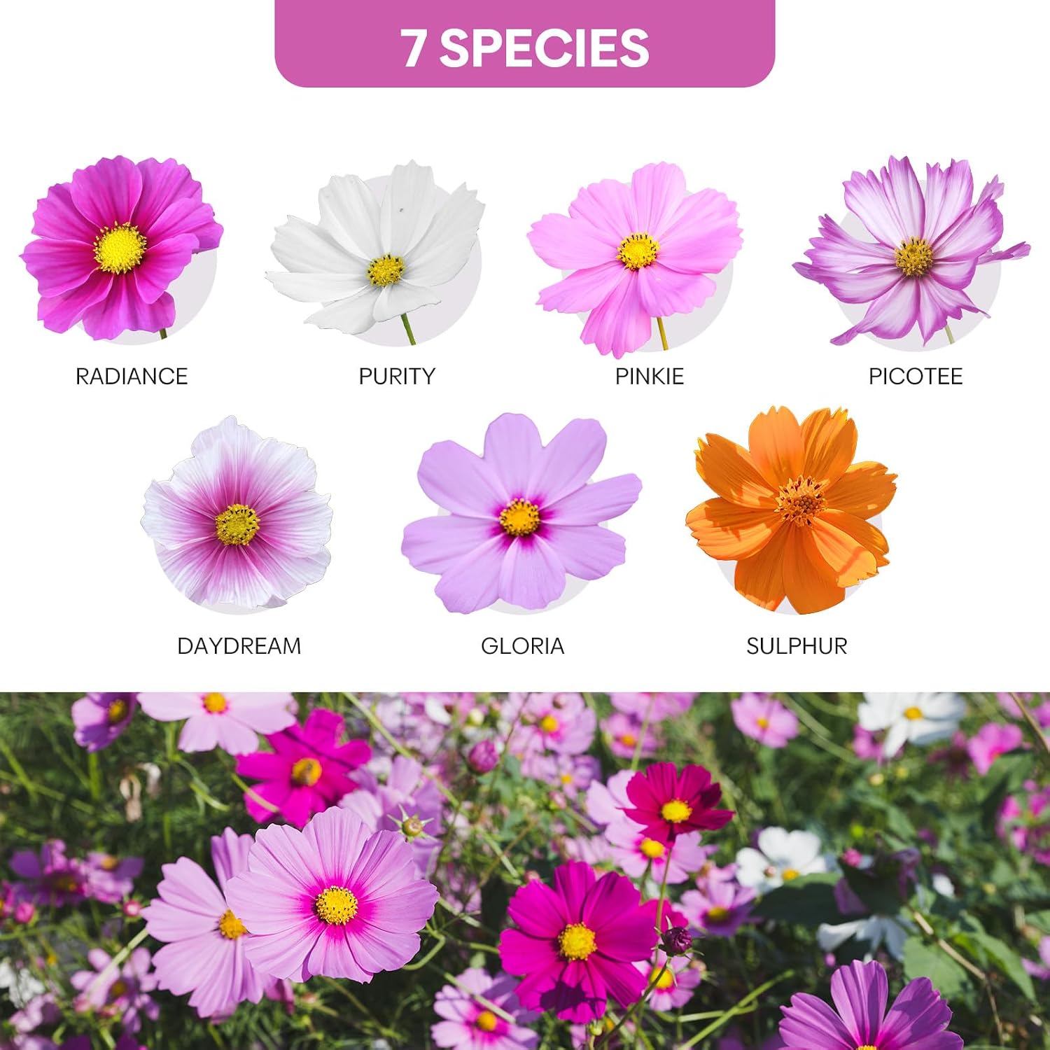 Thumbnail 3 de Groundio Cosmos Seeds, 1 oz