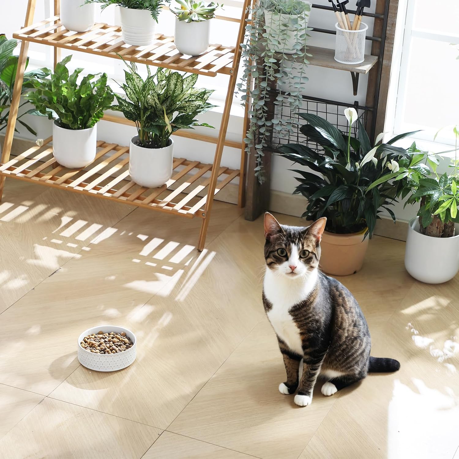 Thumbnail 5 de MALACASA Ceramic Pet Bowl, 2-Cup Capacity