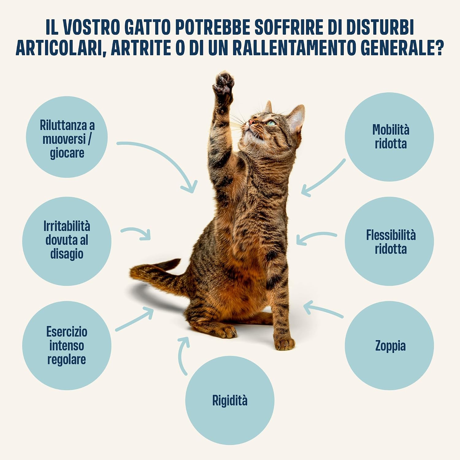 Detalle de ivvi Articolazioni Essenza per Gatti – crema funzionale umida con glucosamina, condroitina, cozza verde e olio di salmone (30x15g)