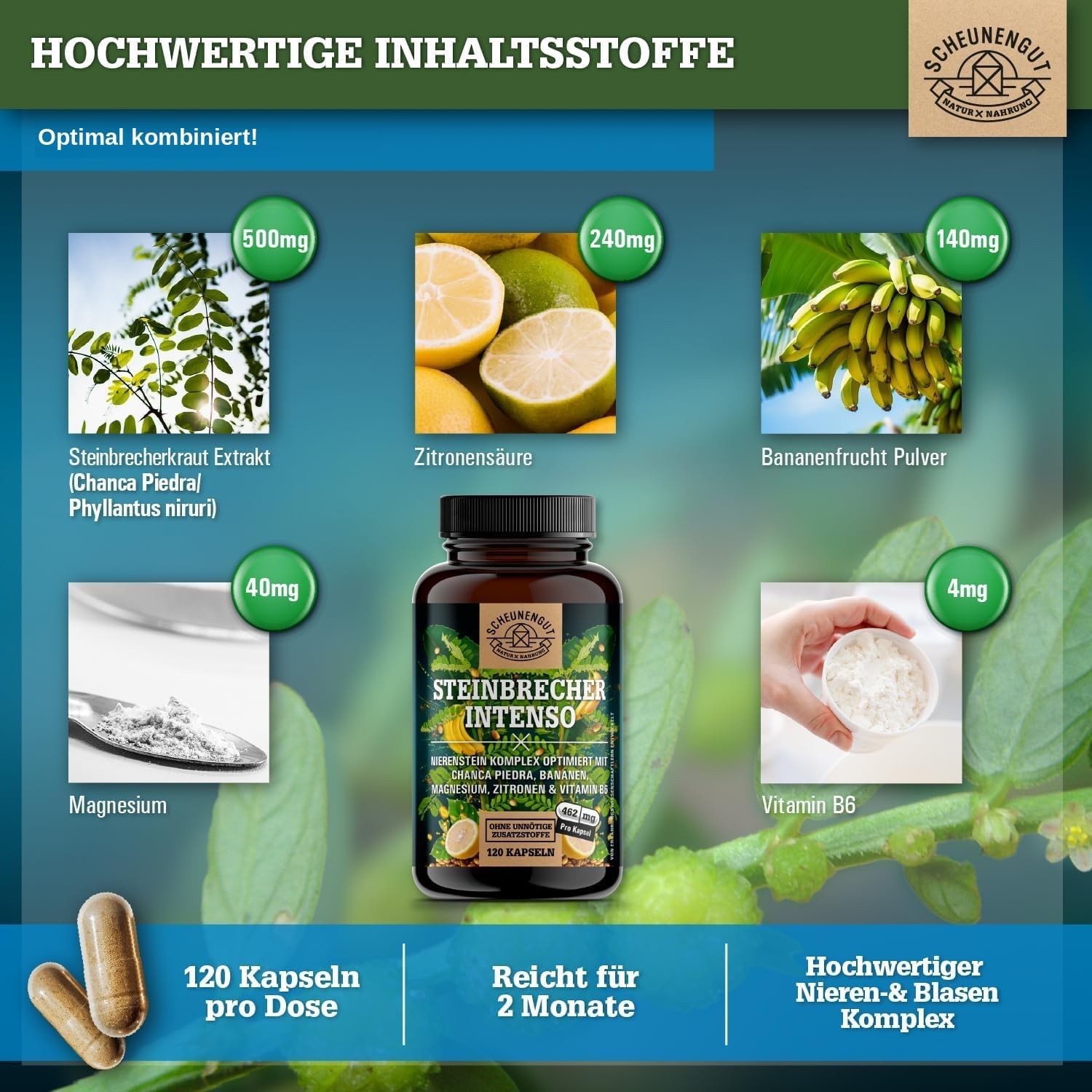 Detalle de STEINBRECHER INTENSO® Chanca Piedra Kapseln (DE SCHEUNENGUT®) – 120 Kapseln
