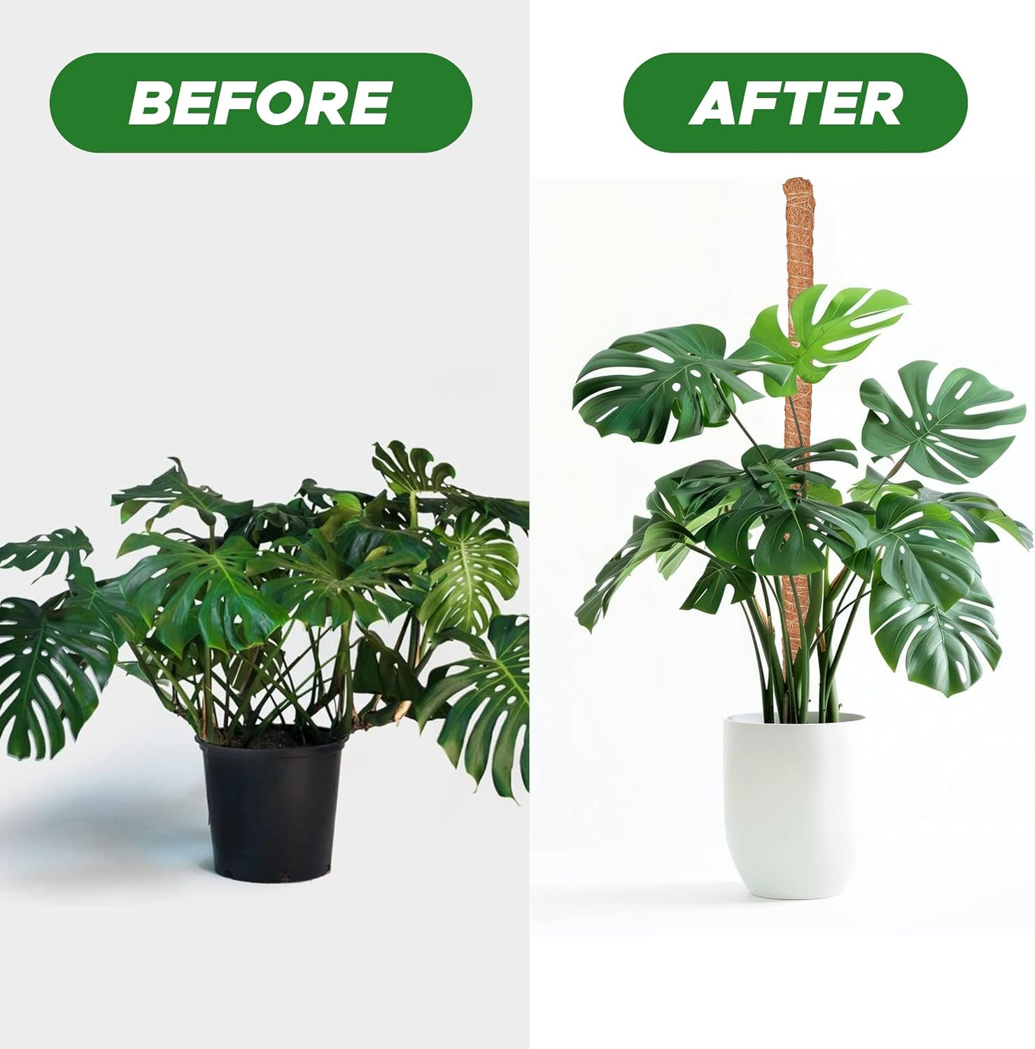 Thumbnail 6 de EcoNour Moss Pole 48-Inch Coco Coir Plant Supports, 2-Pack