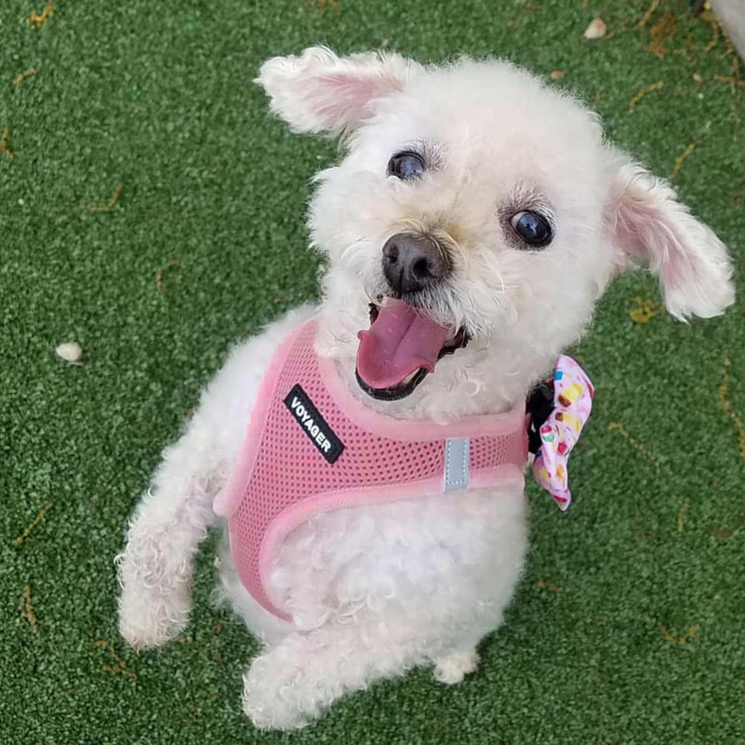 Thumbnail 6 de Best Pet Supplies Step-In Dog Harness Small