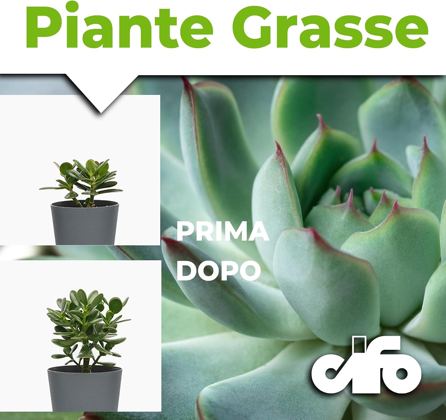 Detalle de CIFO Concime Liquido Piante Grasse e Succulente – 200 ml, ferro e microelementi per sviluppo equilibrato
