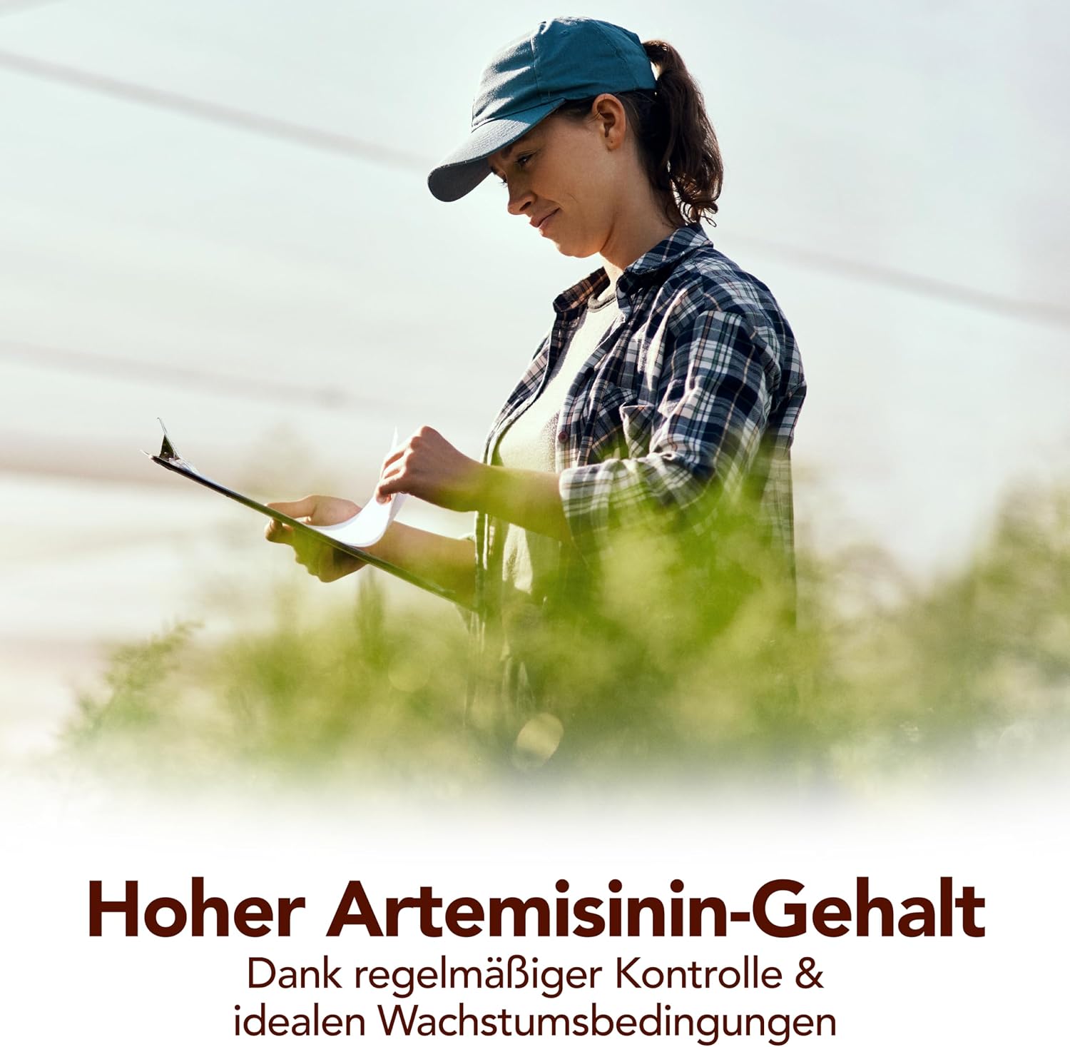 Detalle 2 de Premium Artemisia-Annua-Auszug 50 ml – alkoholfrei, 100% reines Naturprodukt